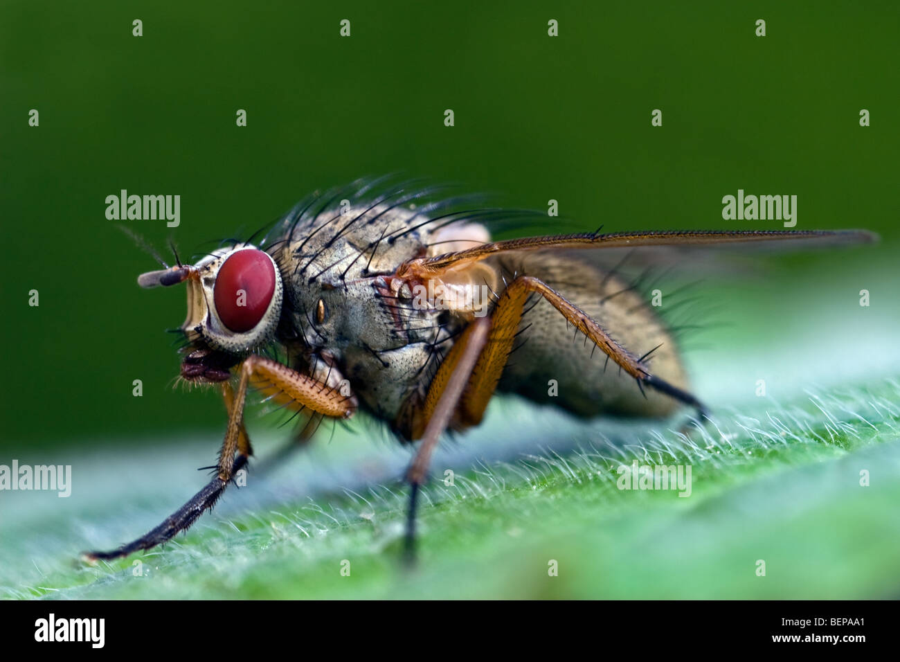 Flesh fly (Sarcophagidae) portrait Stock Photo