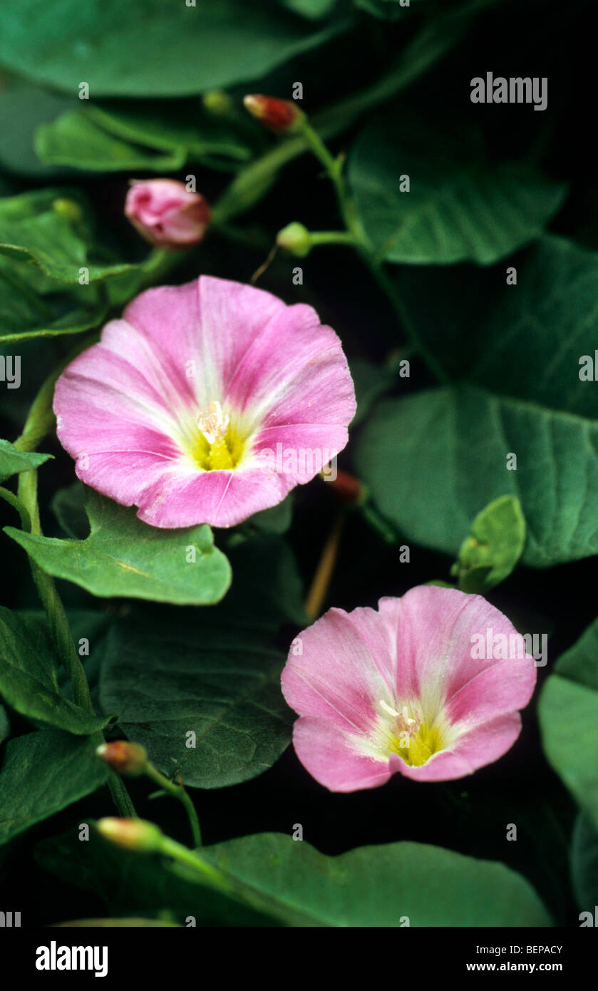 European field bindweed / perennial morning glory / creeping jenny (Convolvulus arvensis) in flower Stock Photo
