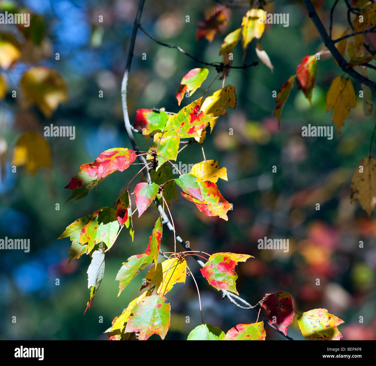 Species of trees hi-res stock photography and images - Alamy
