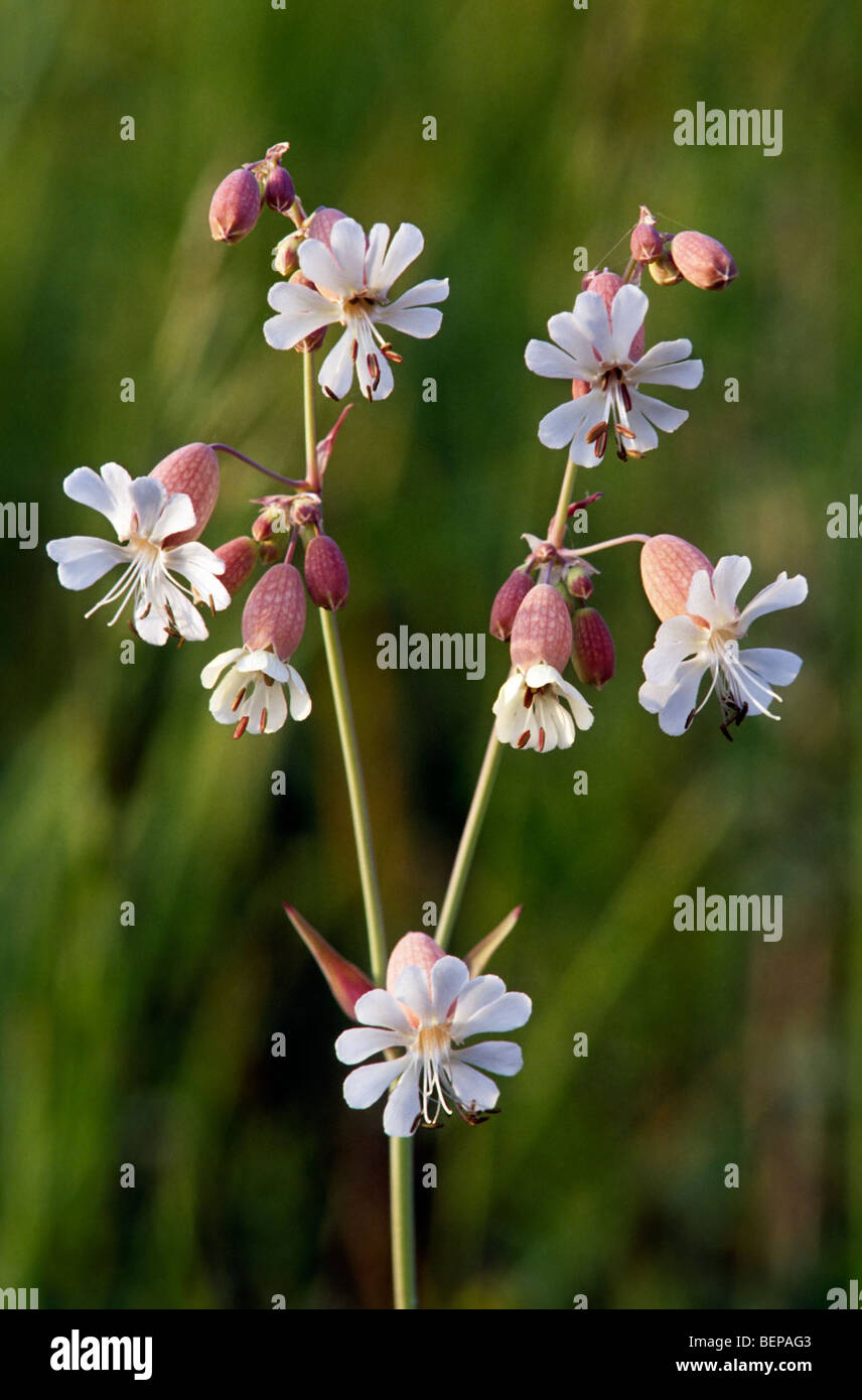 White campion (Silene latifolia / Melandrium album) in flower in spring Stock Photo