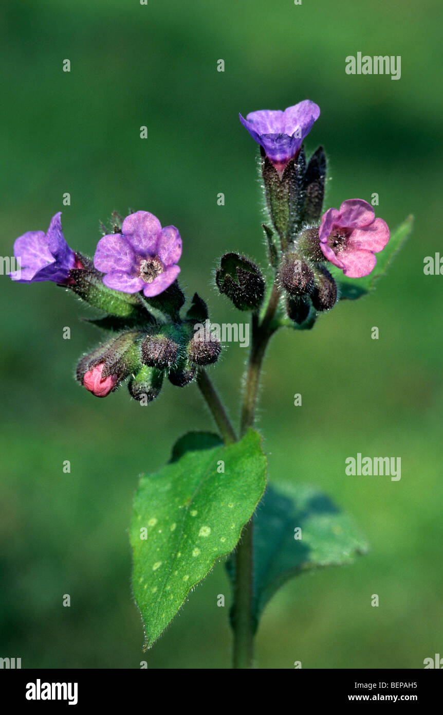 Common lungwort / Our Lady's milk drops (Pulmonaria officinalis) in flower in spring Stock Photo