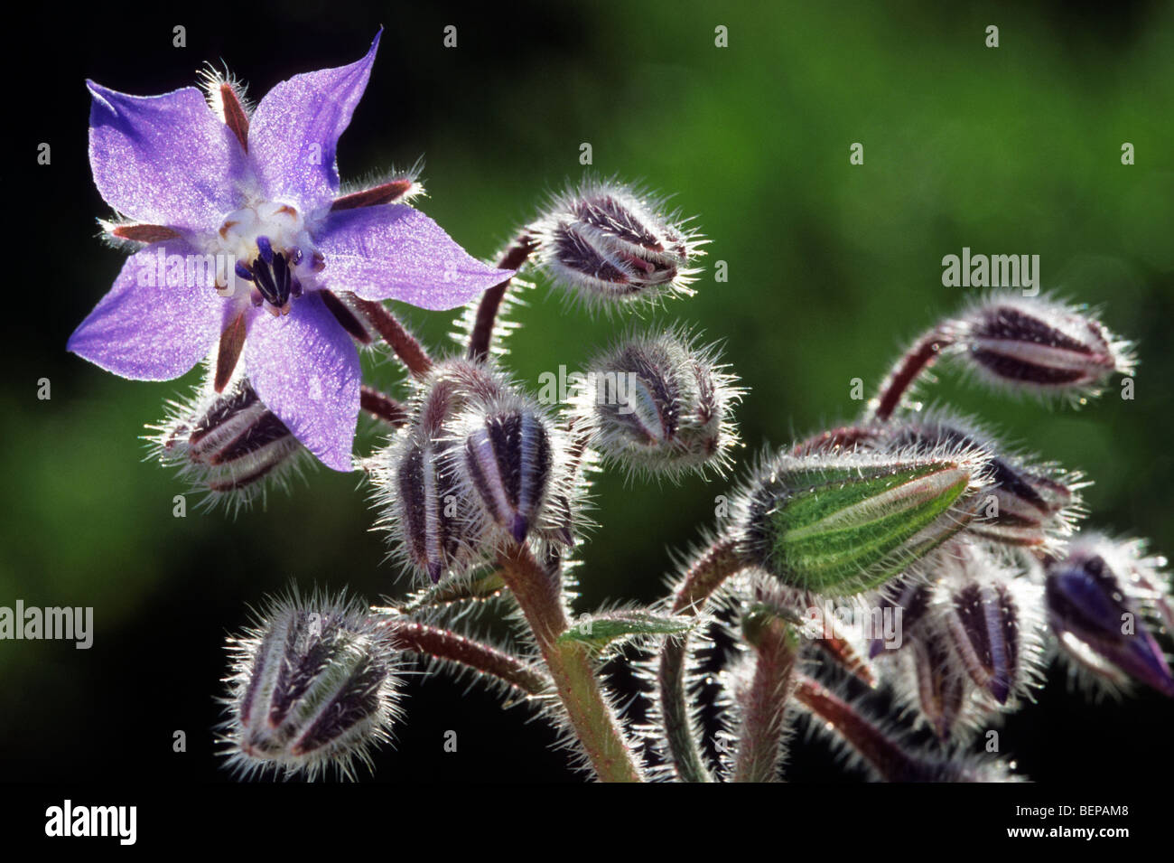 Borage / Starflower (Borago officinalis) in flower in spring Stock Photo