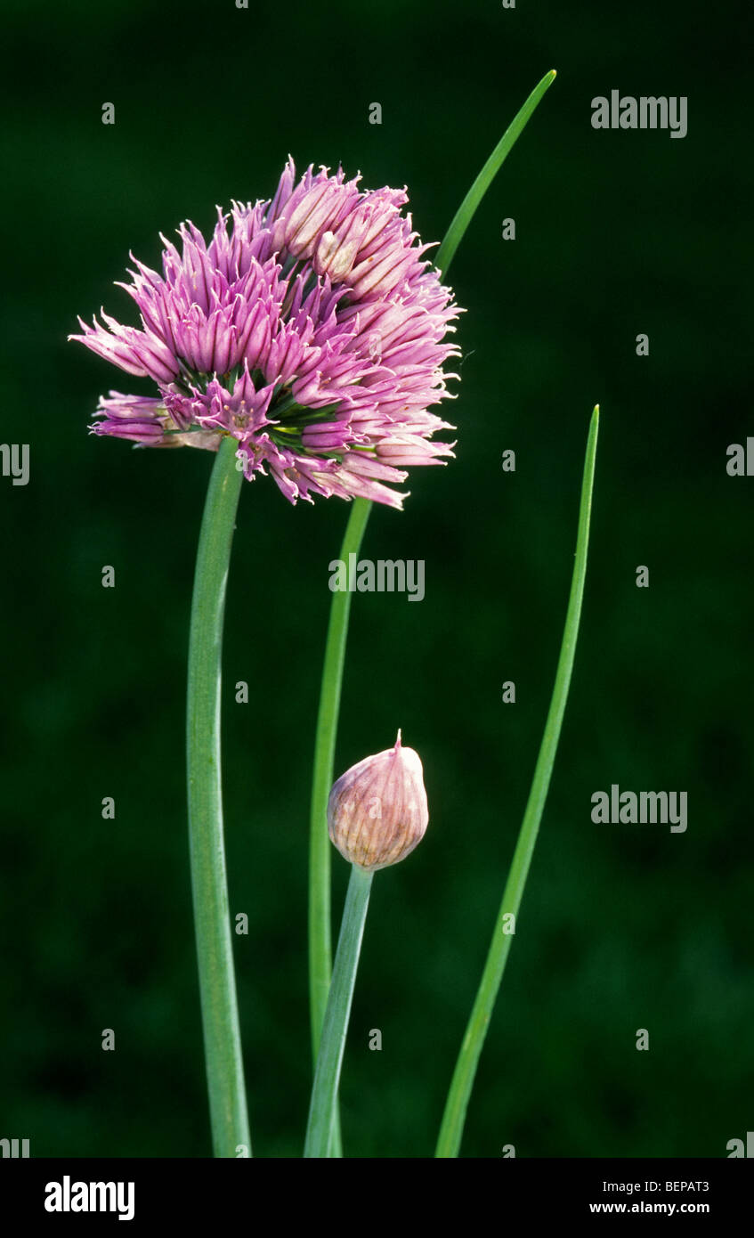 Chives in flower (Allium schoenoprasum) smallest species of the edible onions Stock Photo