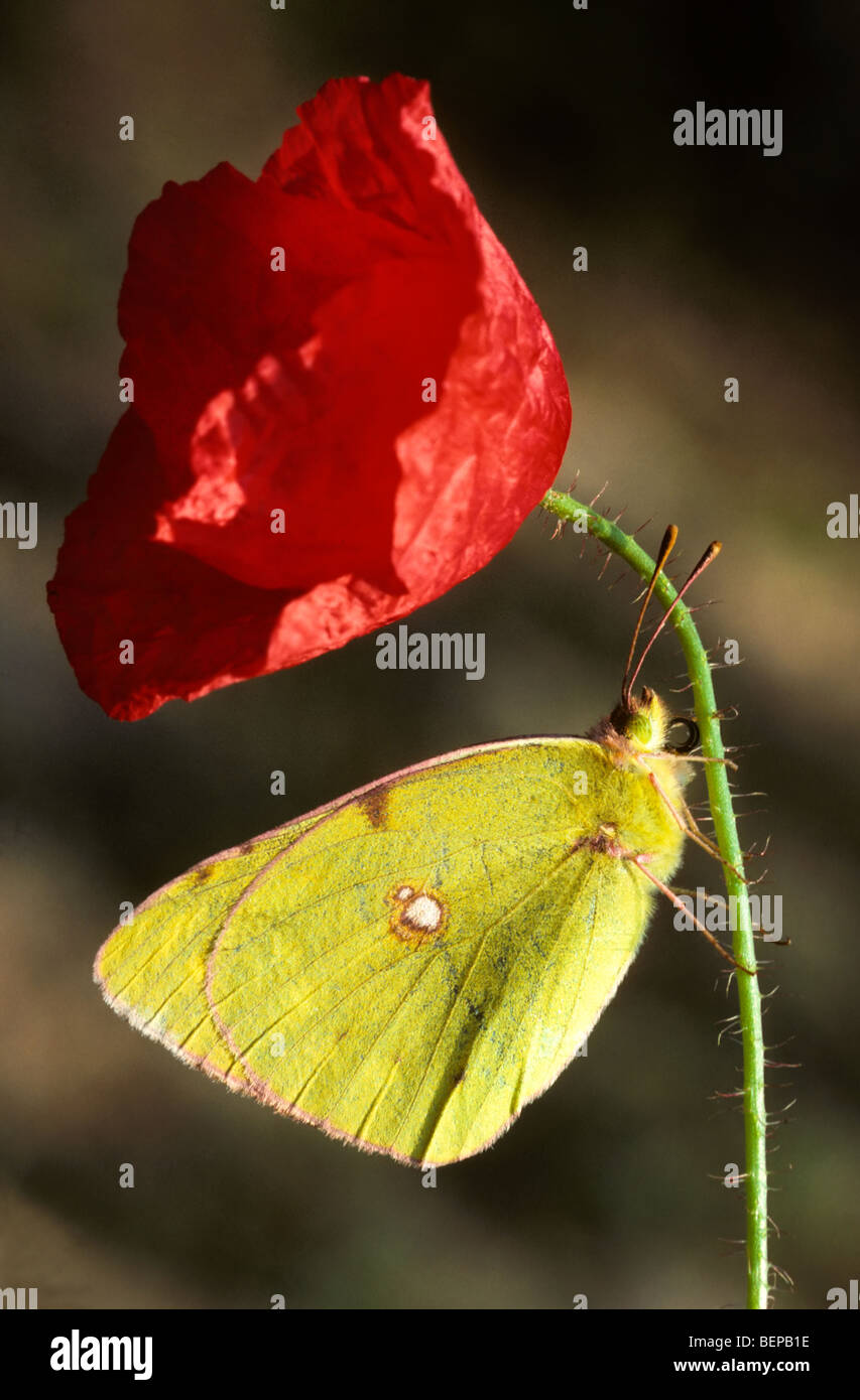 Pale clouded yellow (Colias hyale) on poppy, Europe Stock Photo