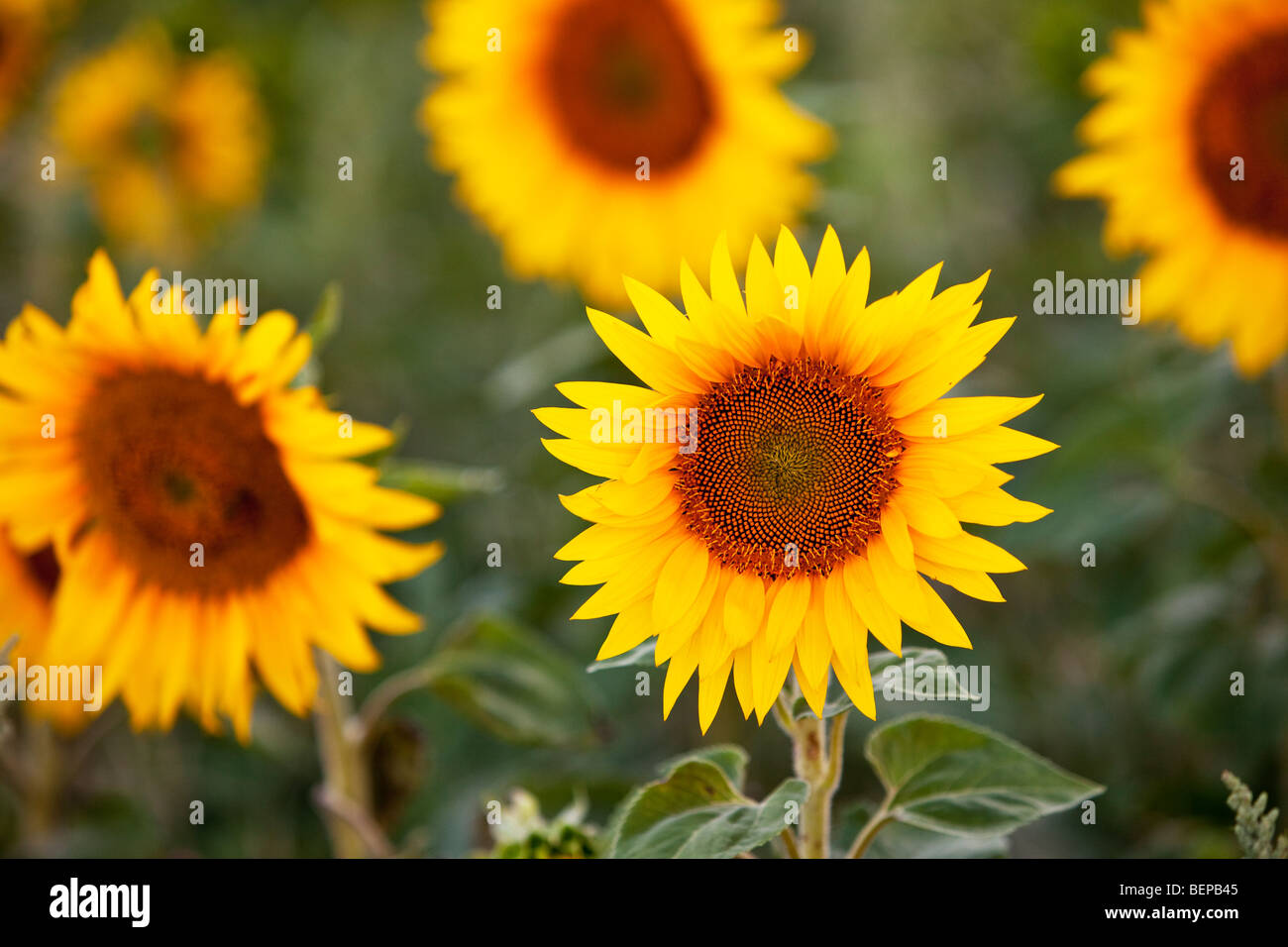 Cheerful Sunflowers in field near Saint Remy de-Provence France Stock Photo