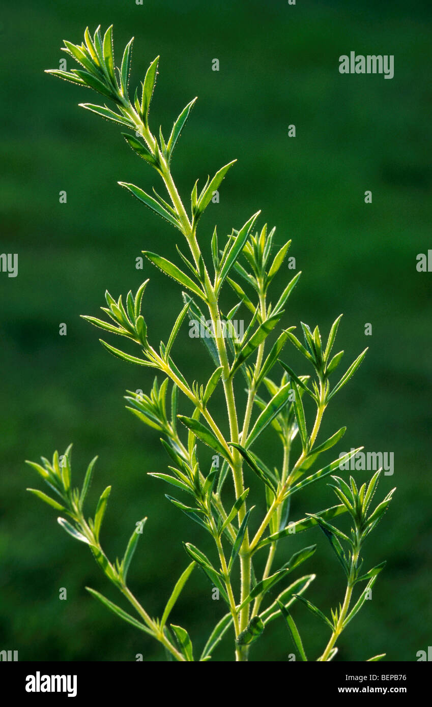 Summer savory (Satureja hortensis) Stock Photo