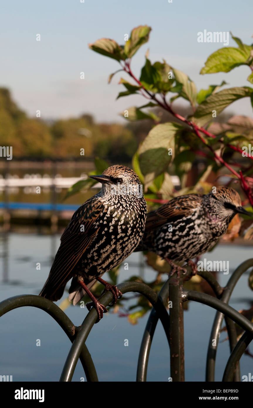 Two Starlings, Hyde Park, London, Westminster, SW1 Stock Photo