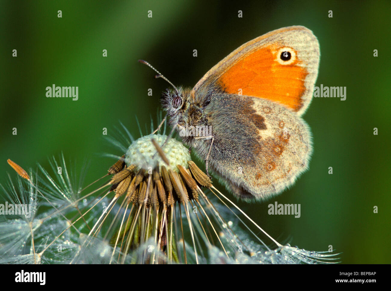 Small heath (Coenonympha pamphilus) on dandelion, Belgium Stock Photo