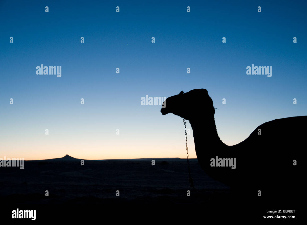 Silhouette of a camel in the desert in Egypt Stock Photo