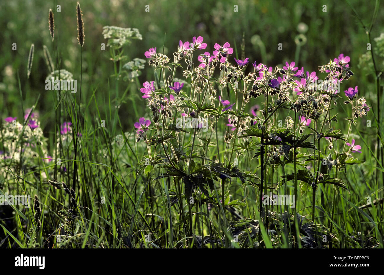 Wood cranesbill / Woodland Geranium (Geranium sylvaticum) in flower Stock Photo