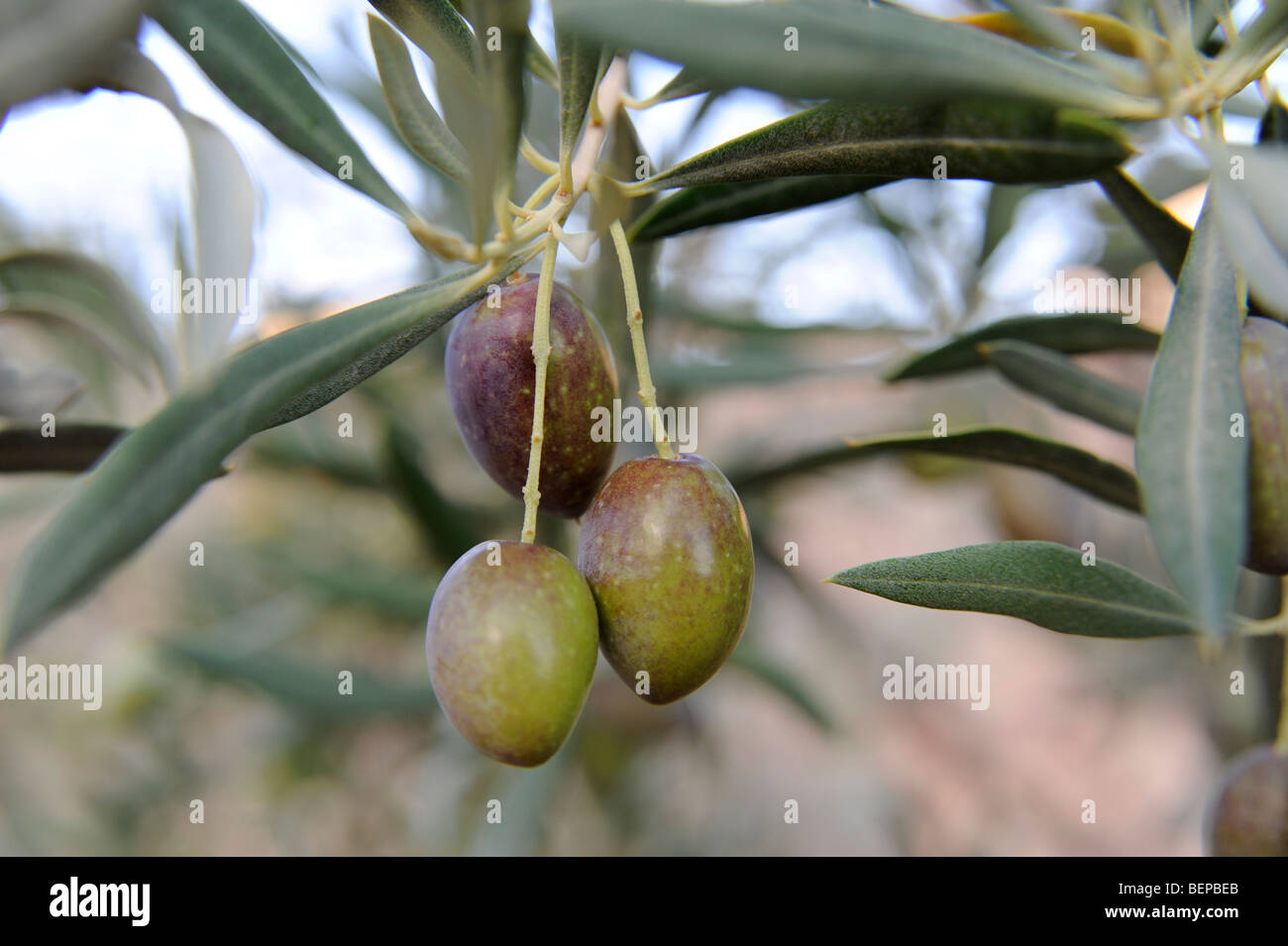 Olives on a tree Stock Photo