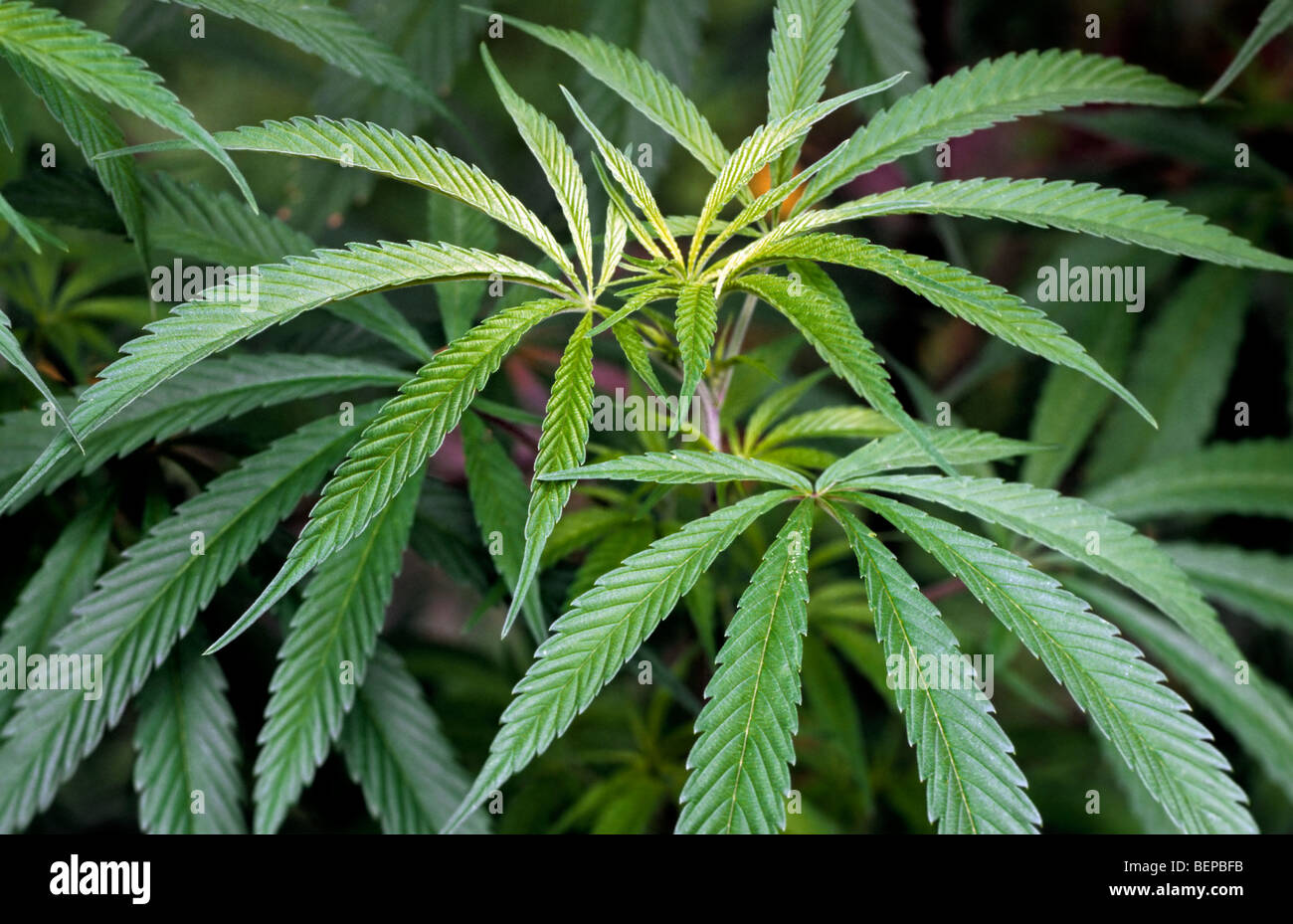 Indian hemp / Cannabis plant (Cannabis indica / Cannabis sativa) growing on plantation for medicinal purposes or as drug Stock Photo
