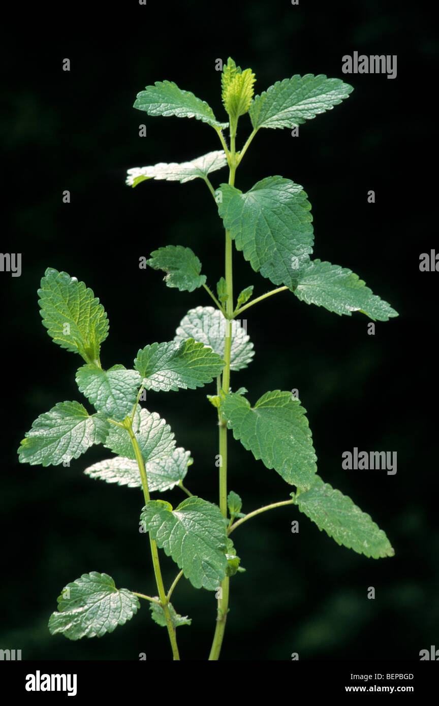 Lemon balm (Melissa officinalis) native to the Mediterranean Stock Photo