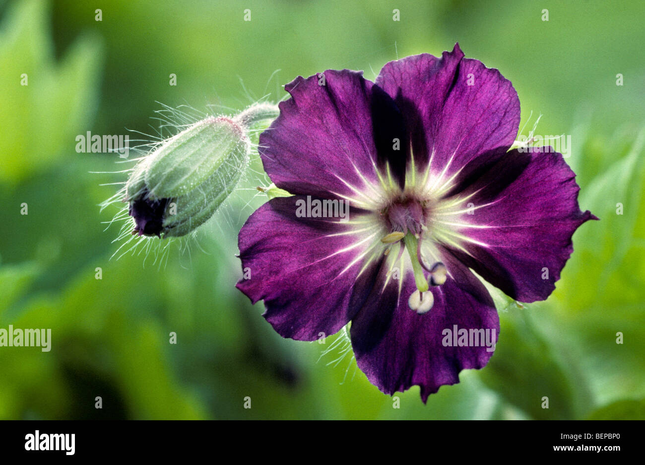 Dusky cranesbill / mourning widow / black widow (Geranium phaeum) in flower in spring Stock Photo