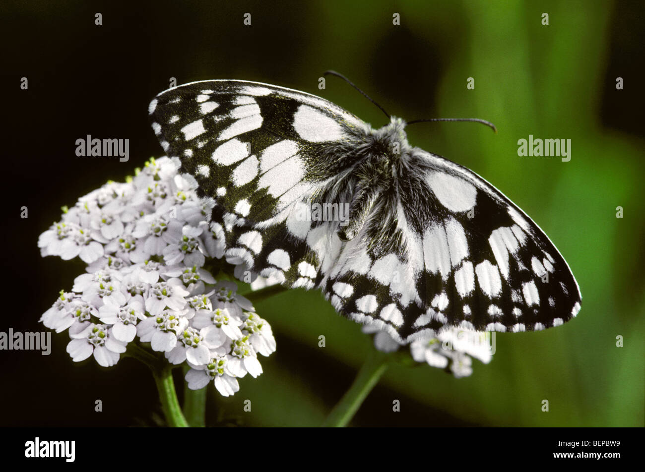 Marbled white (Melanargia galathea) on yarrow, France Stock Photo