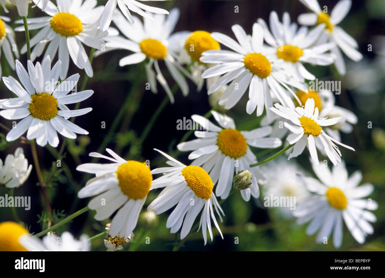 German chamomile / Wild chamomile (Matricaria recutita / Matricaria