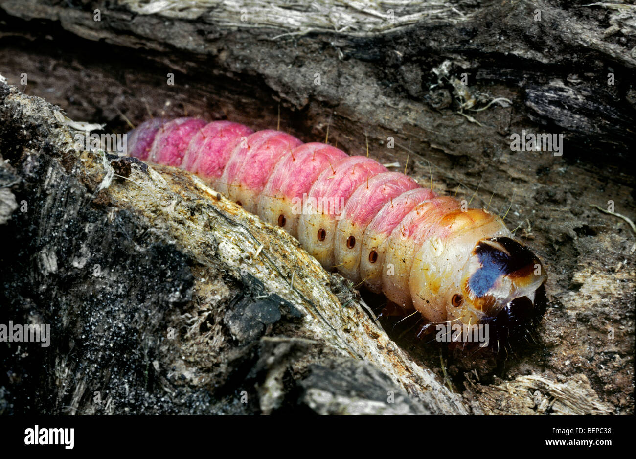 Goat moth (Cossus cossus) caterpillar in tree-trunk, Belgium Stock ...