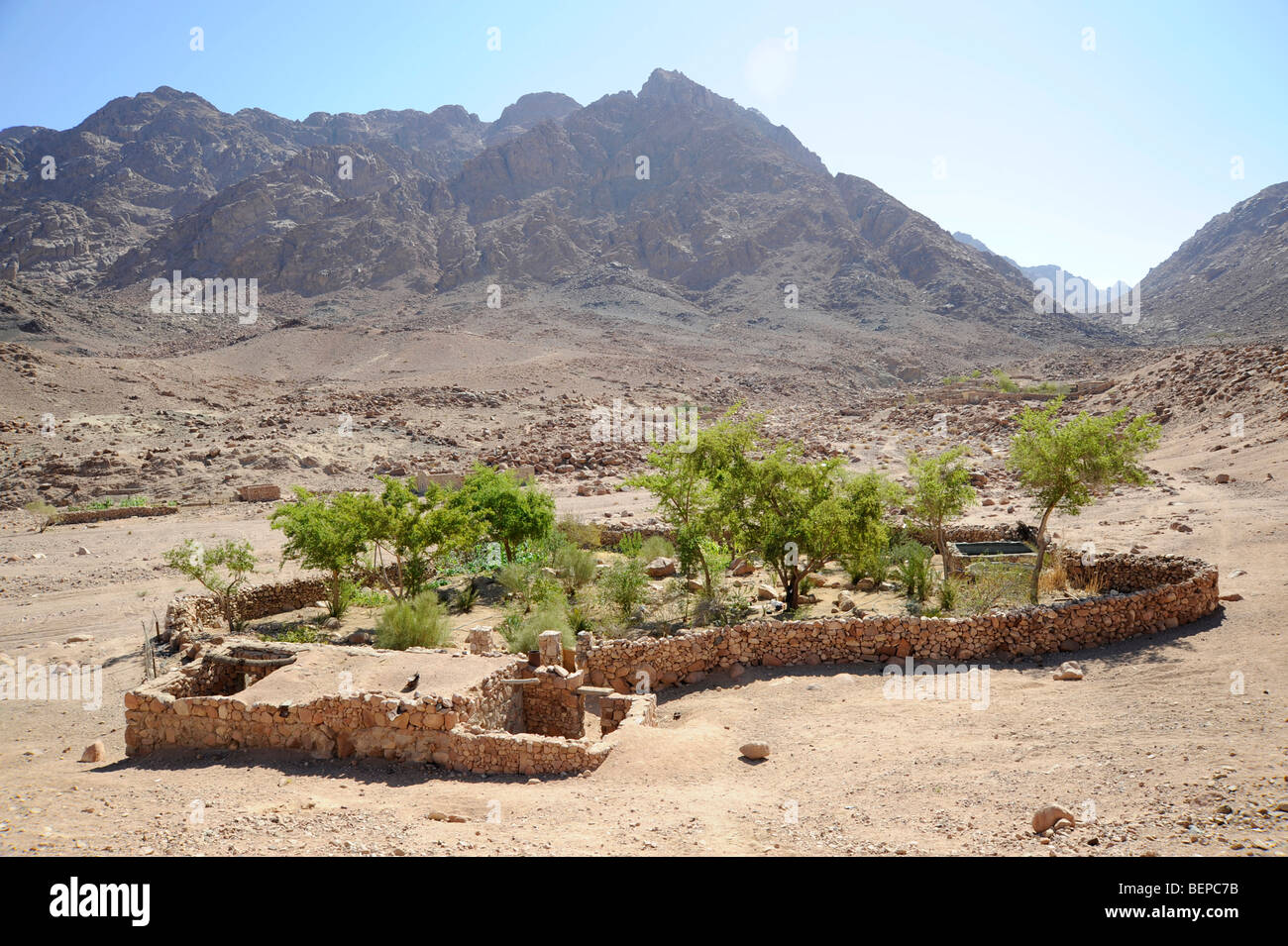 An oasis in the Sinai desert Stock Photo