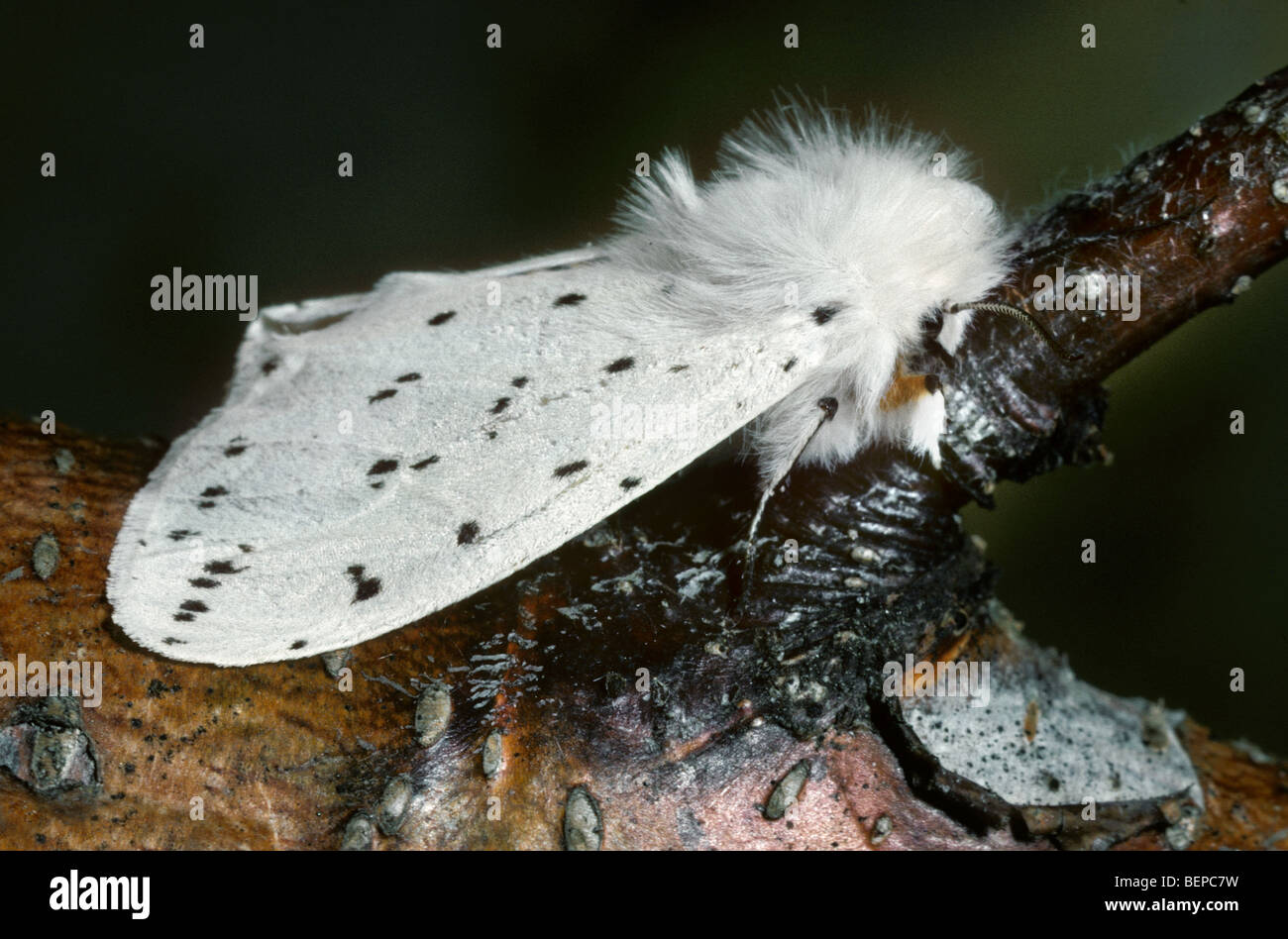 White Ermine Moth Poisonous To Humans
