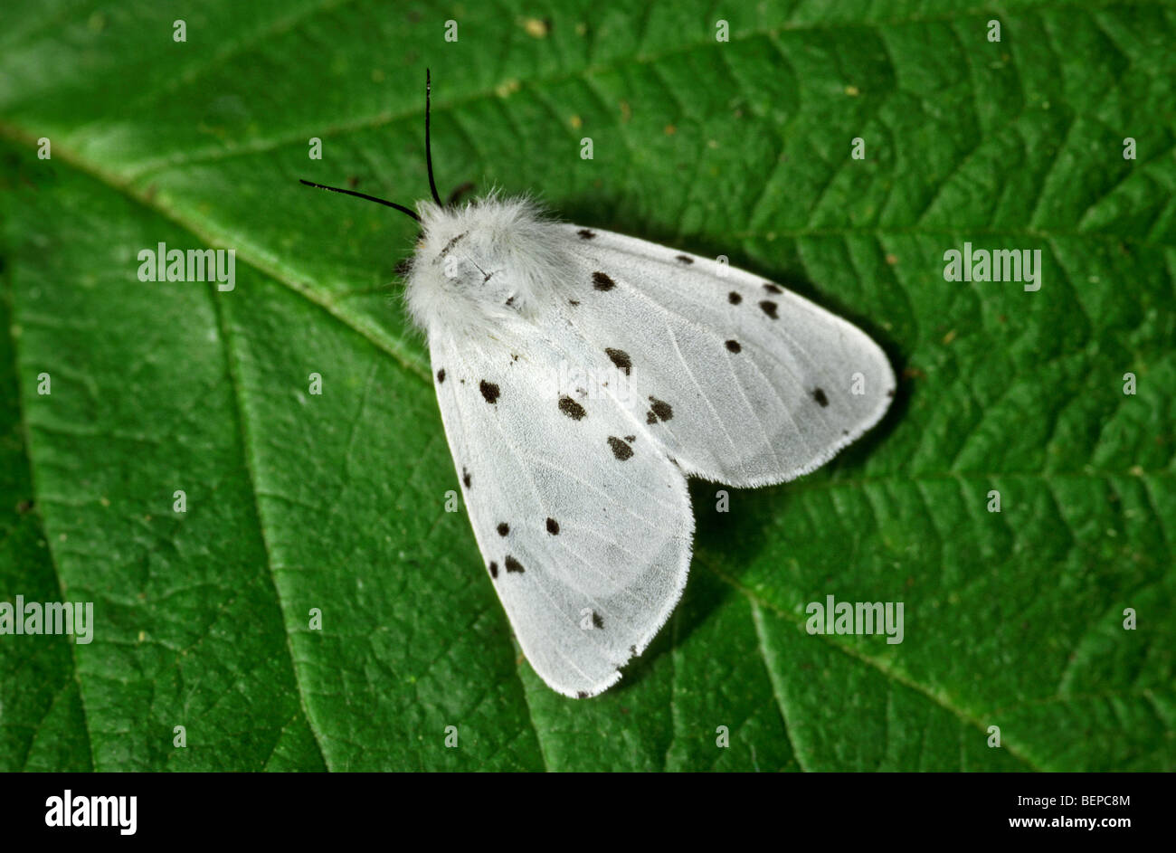 White ermine (Spilosoma lubricipeda) on leaf, Belgium Stock Photo