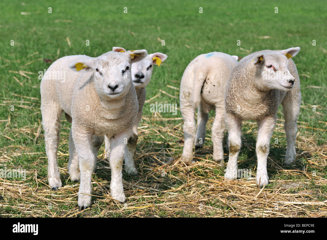 White sheep lambs (Ovis aries) in grassland Stock Photo