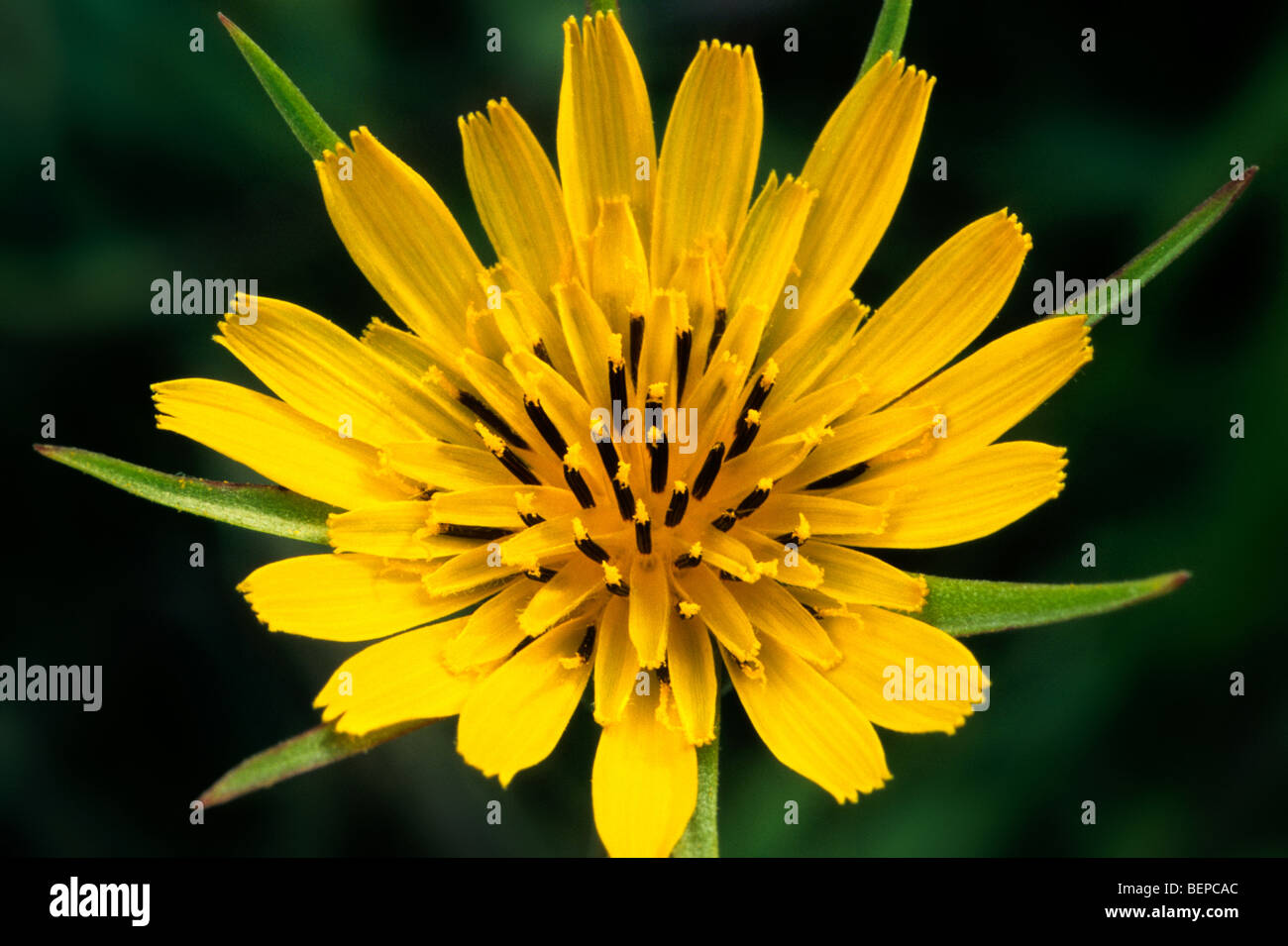 Meadow Salsify / Showy Goat's-beard / Meadow Goat's-beard / Jack-go-to-bed-at-noon (Tragopogon pratensis) in flower Stock Photo