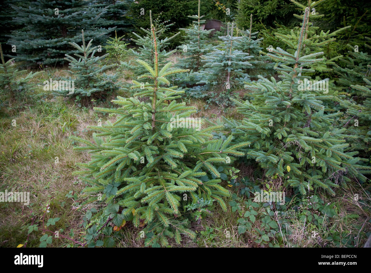 Growing a christmas tree hires stock photography and images Alamy