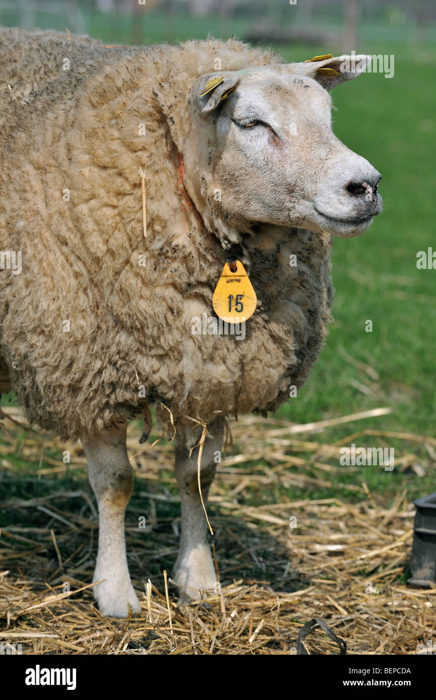 White sheep (Ovis aries) close up in field Stock Photo