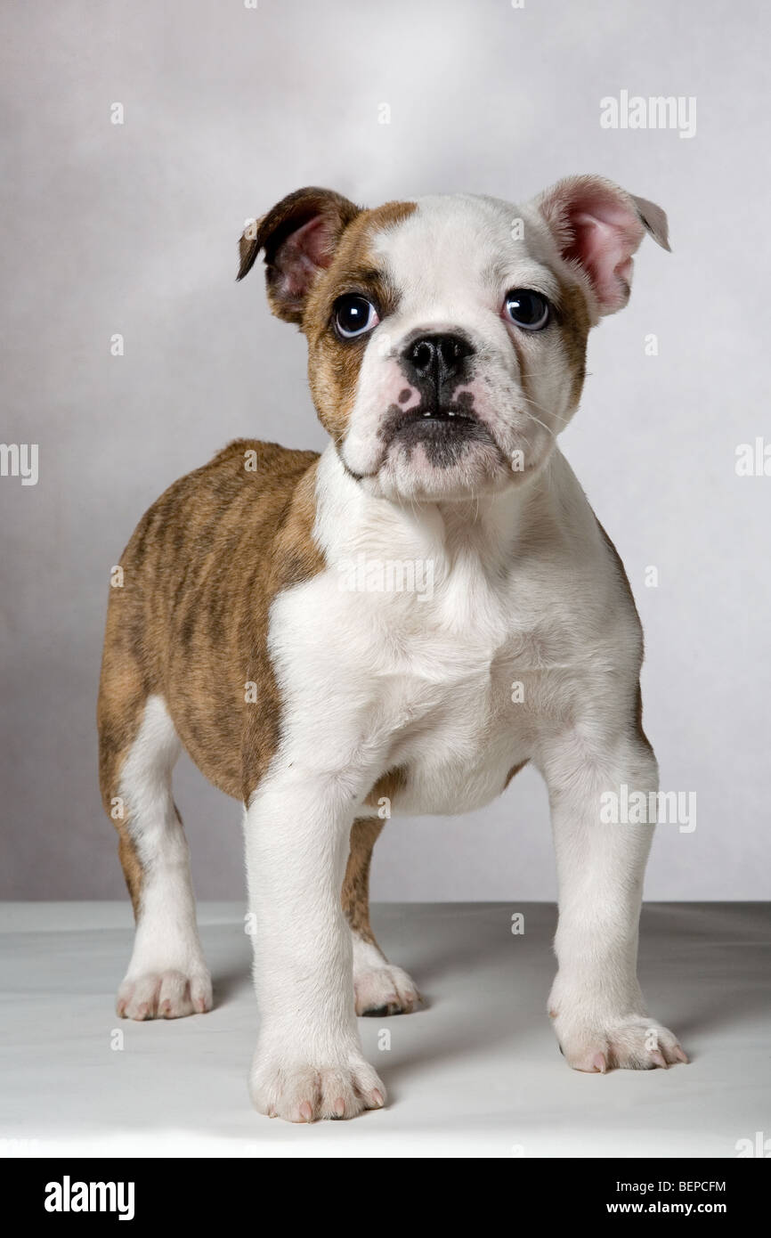 English bulldog pup portrait, UK Stock Photo