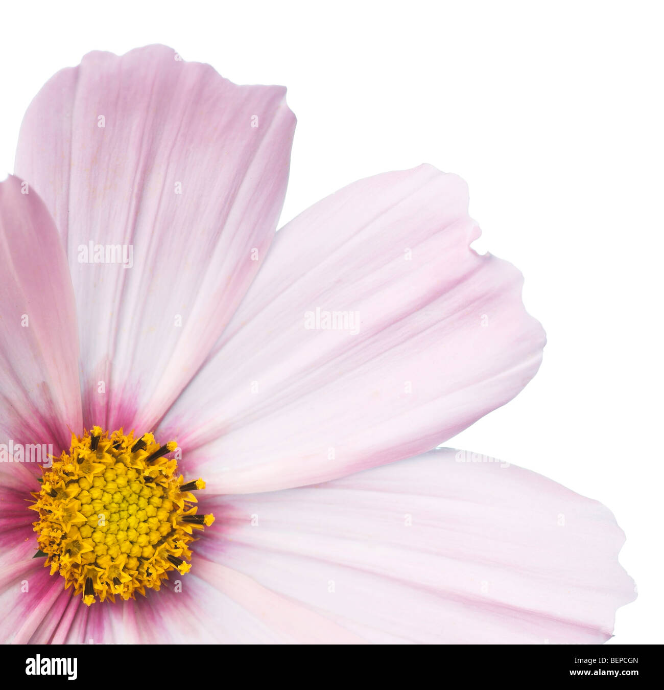 Pink flower hi-res stock photography and images - Alamy