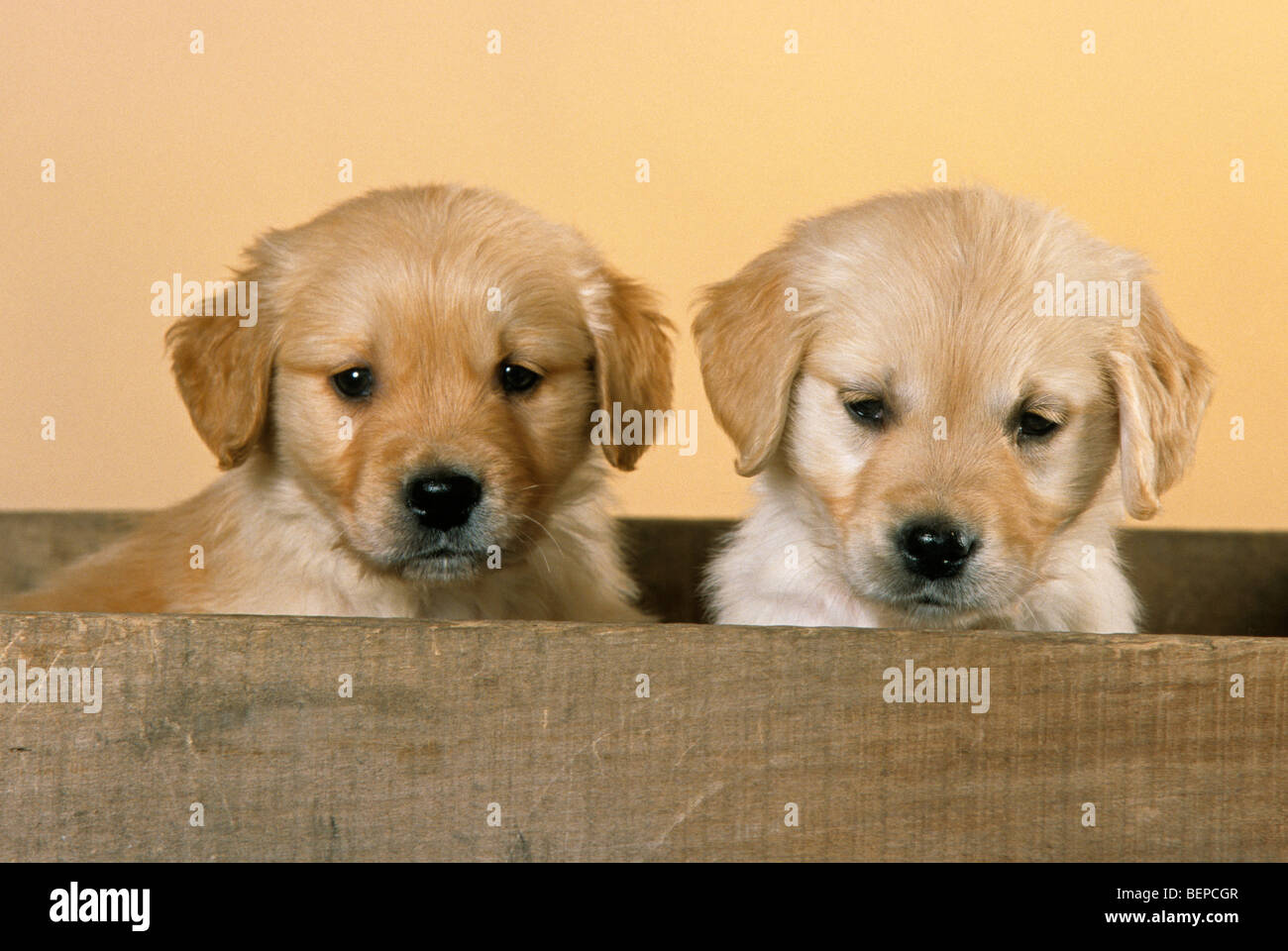 Golden retriever pups (Canis lupus familiaris) in wooden crate, UK Stock Photo