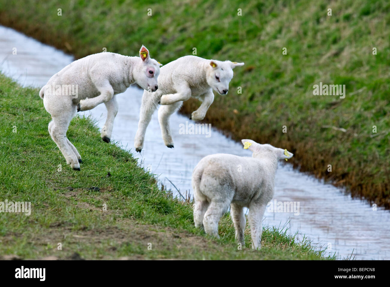 Three lambs (Ovis aries) playing / jumping in field with brook Stock Photo