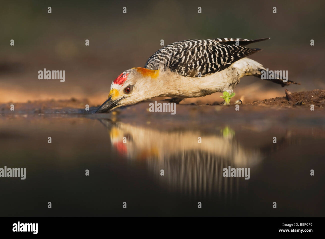 Golden-fronted Woodpecker (Melanerpes aurifrons), male drinking, Rio Grande Valley, Texas, USA Stock Photo