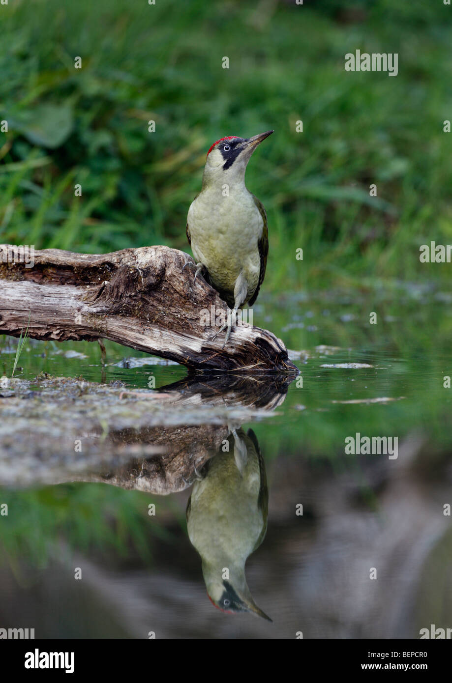 Green Woodpecker Picus viridis at pond with reflection Stock Photo