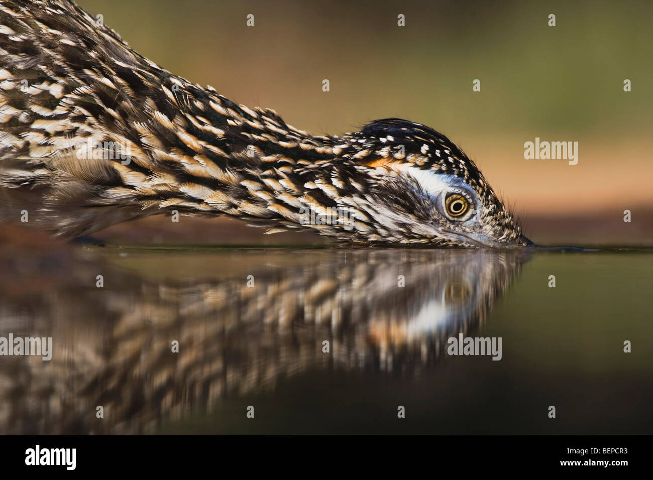 Greater Roadrunner (Geococcyx californianus),adult drinking, Starr County, Rio Grande Valley, Texas, USA Stock Photo