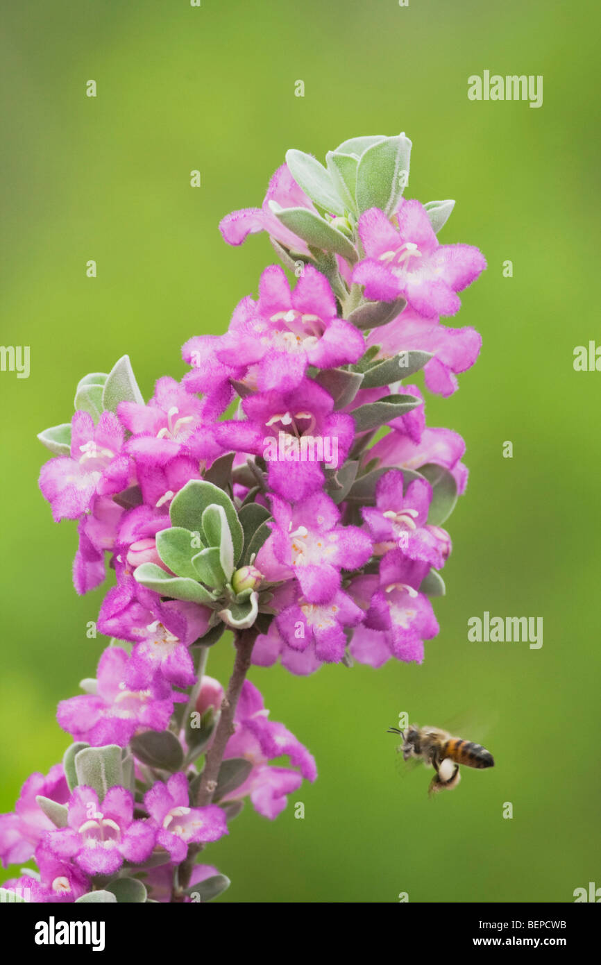 Honey Bee (Apis mellifera), adult drinking from Texas Sage (Leucophyllum frutescens), South Texas, USA Stock Photo