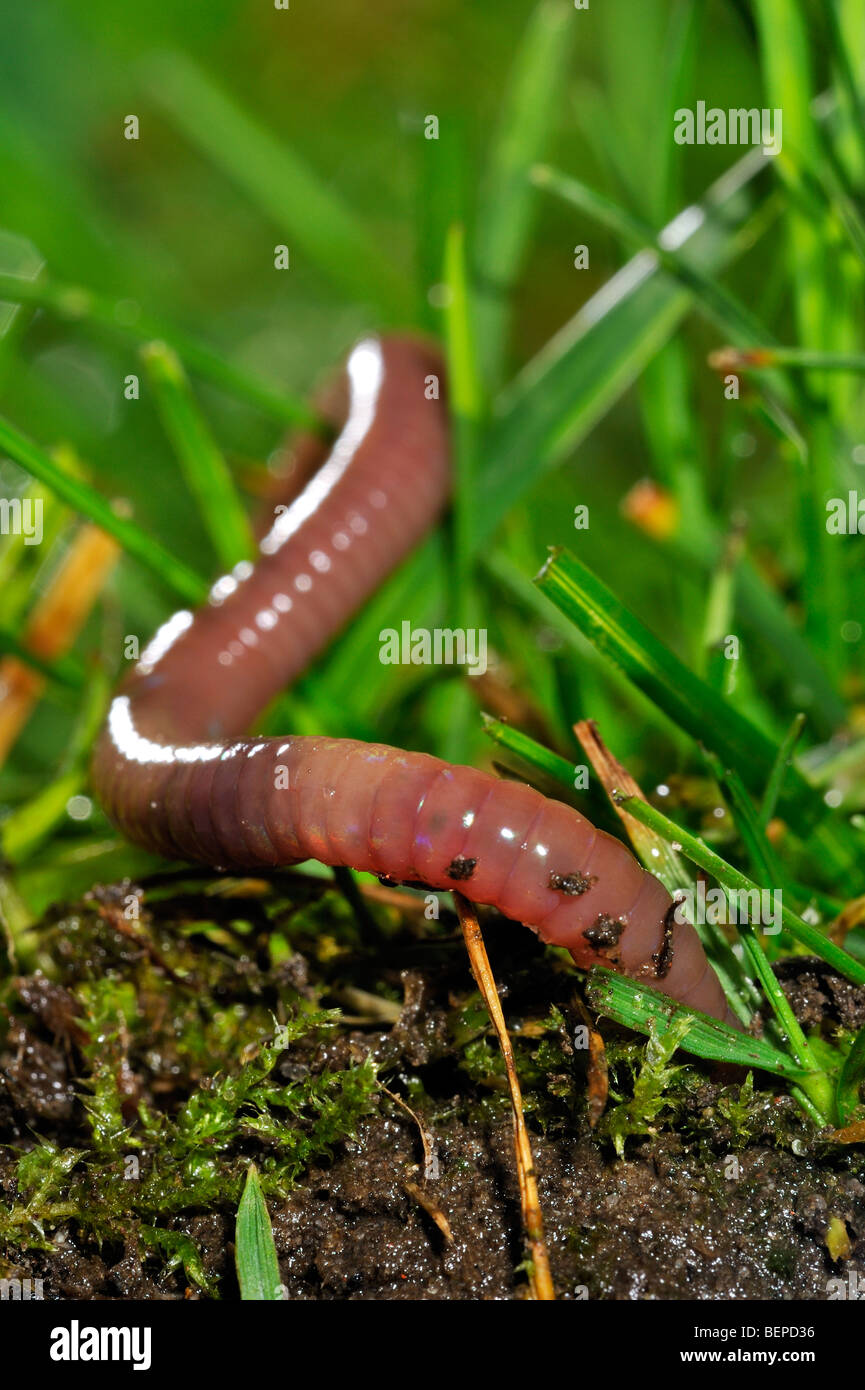 Common earthworm / lob worm (Lumbricus terrestris) digging into the ground in garden Stock Photo