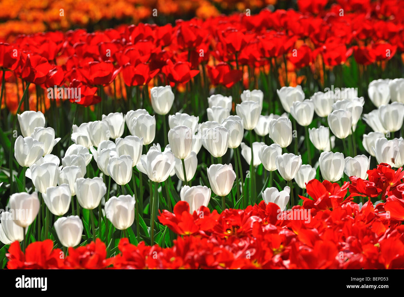 Colourful tulips (Tulipa sp.) flowering in flower garden of Keukenhof in spring near Lisse, Holland, the Netherlands Stock Photo