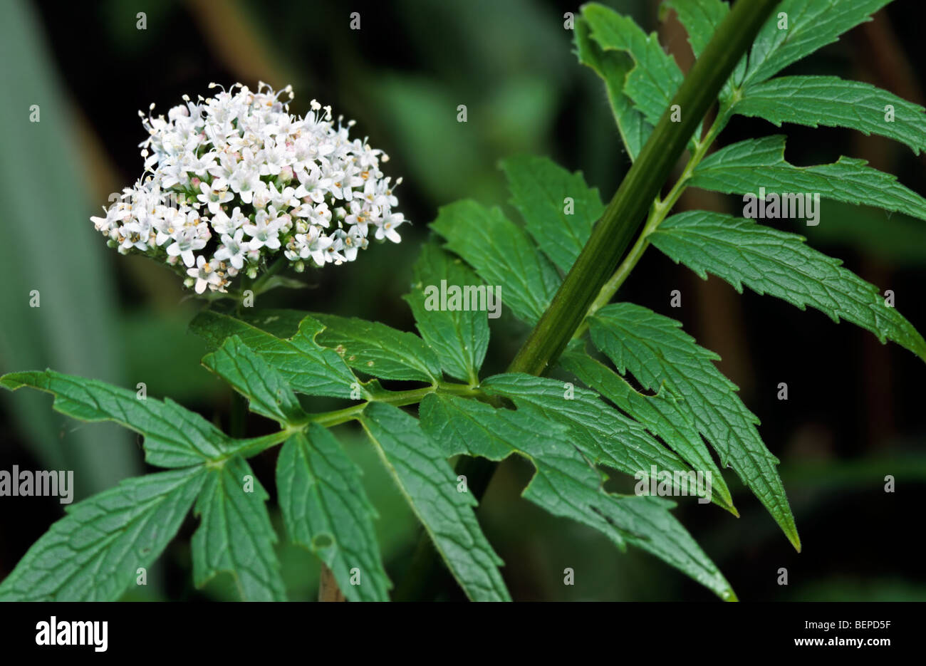 Garden valerian /  garden heliotrope / all-heal (Valeriana officinalis) in flower Stock Photo
