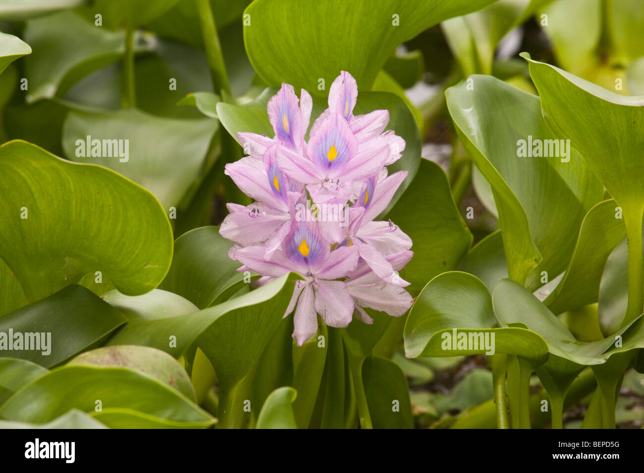 Blooms on a Hyacinth in the Myakka River in Florida Stock Photo Alamy