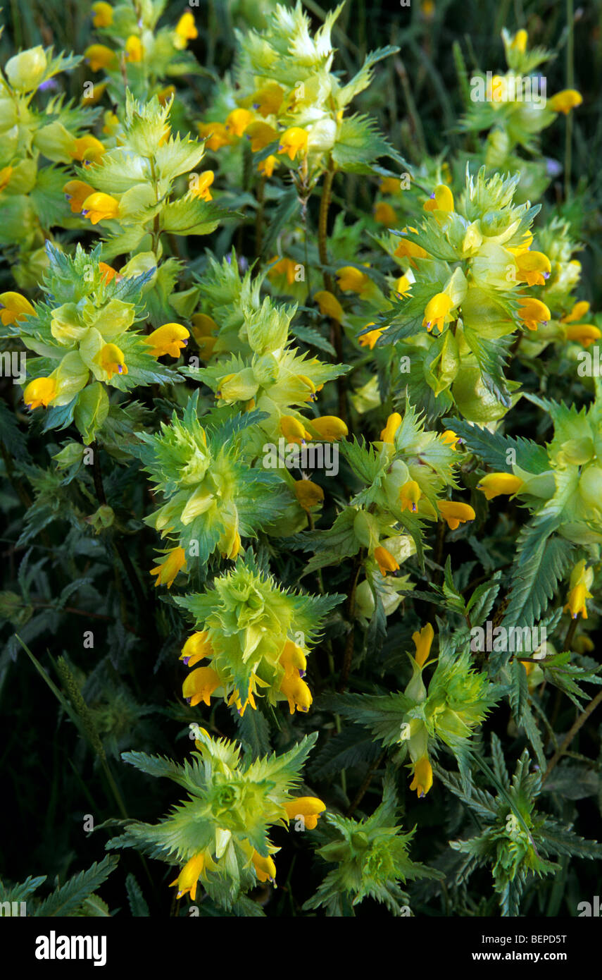 Greater yellow-rattle (Rhinanthus angustifolia / Rhinanthus angustifolius / Rhinanthus serotinus) in flower Stock Photo