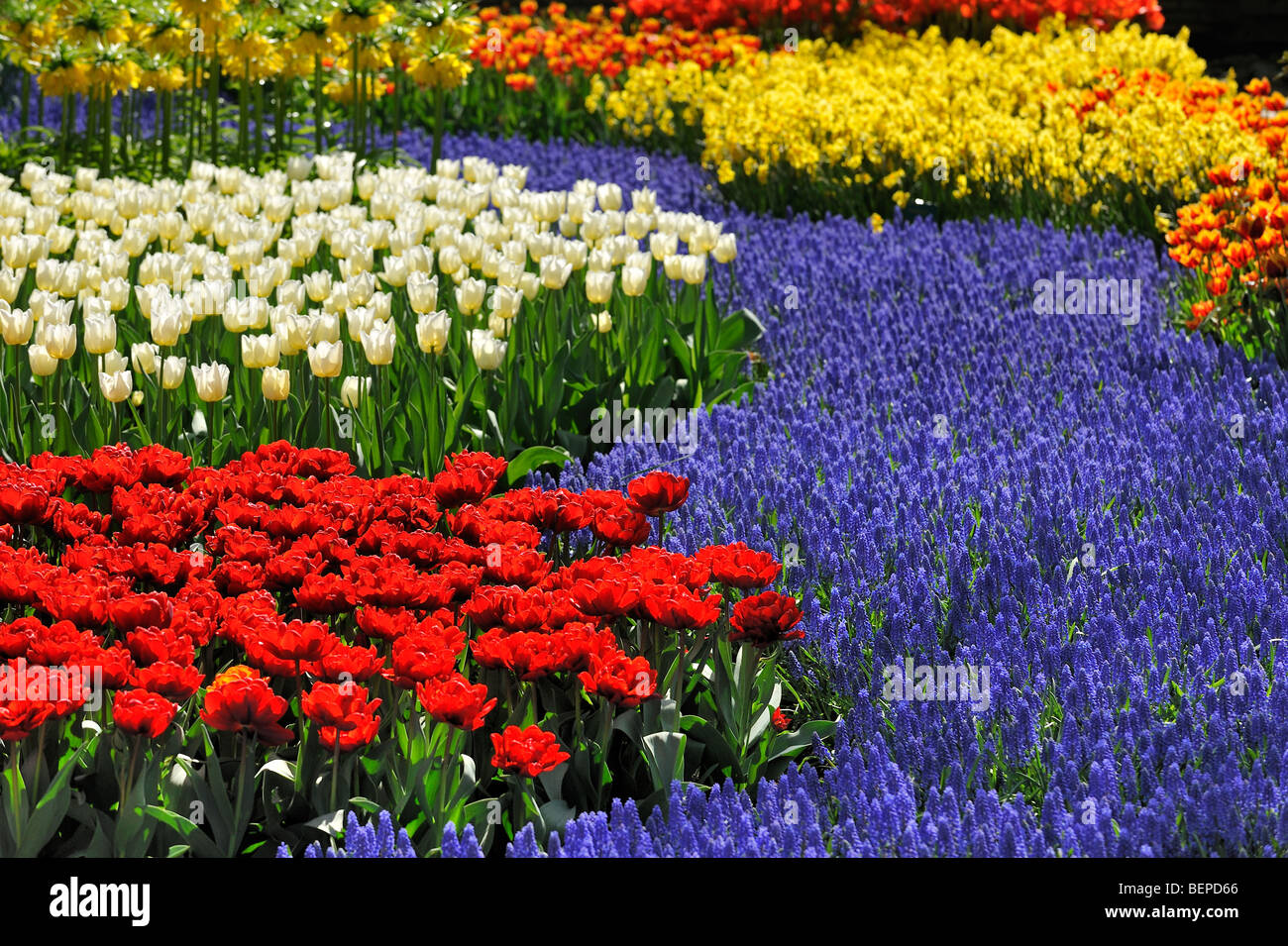 Flowerbed with colourful tulips, hyacinths and daffodils in flower ...