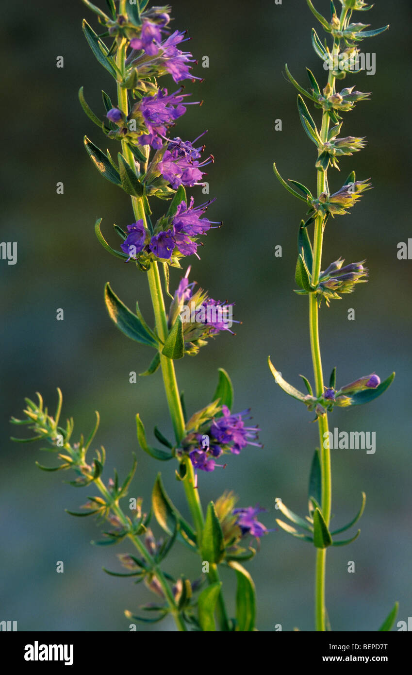 Hyssop (Hyssopus Officinalis) aromatic herb and medicinal plant in flower Stock Photo