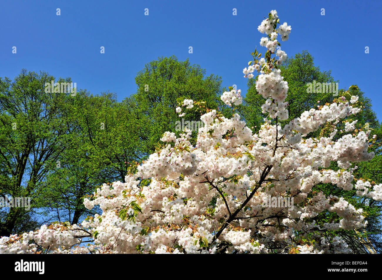 Japanese cherry tree (Prunus serrulata) blossoming in spring Stock Photo