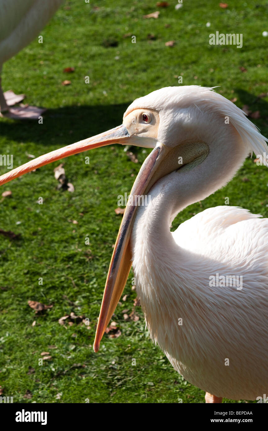 White pelican, St James's Park, Westminster, London, SW1 Stock Photo