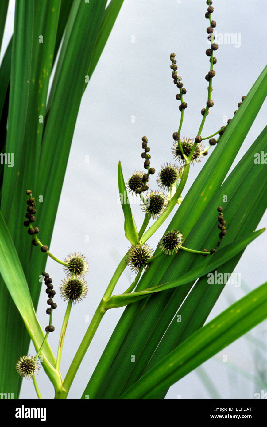 Simplestem bur-reed / branched bur-reed (Sparganium ramosum / Sparganium erectum) flowering in pond Stock Photo