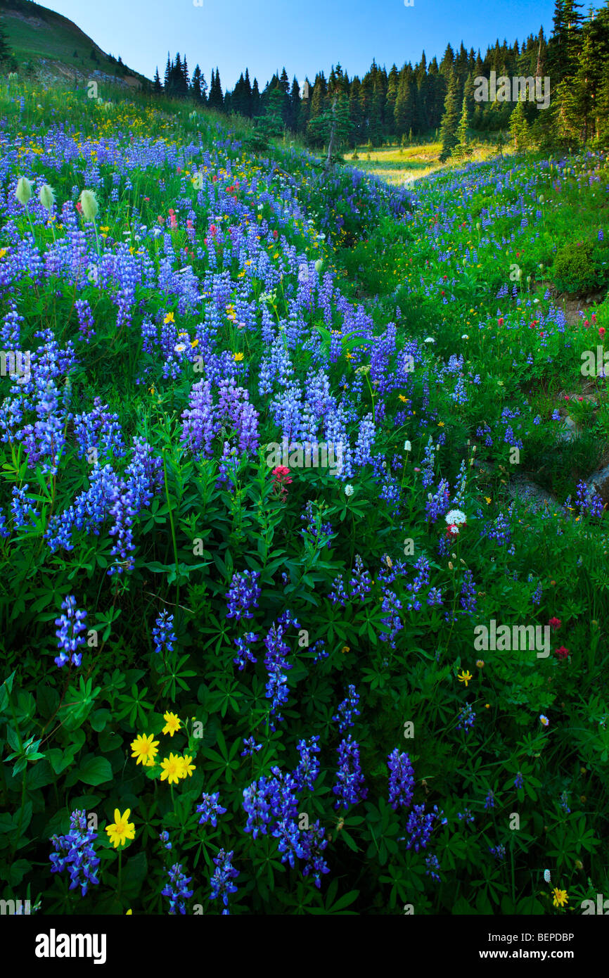 Abundance of wildflowers along creek in Mount Rainier National Park in Washington state, USA Stock Photo