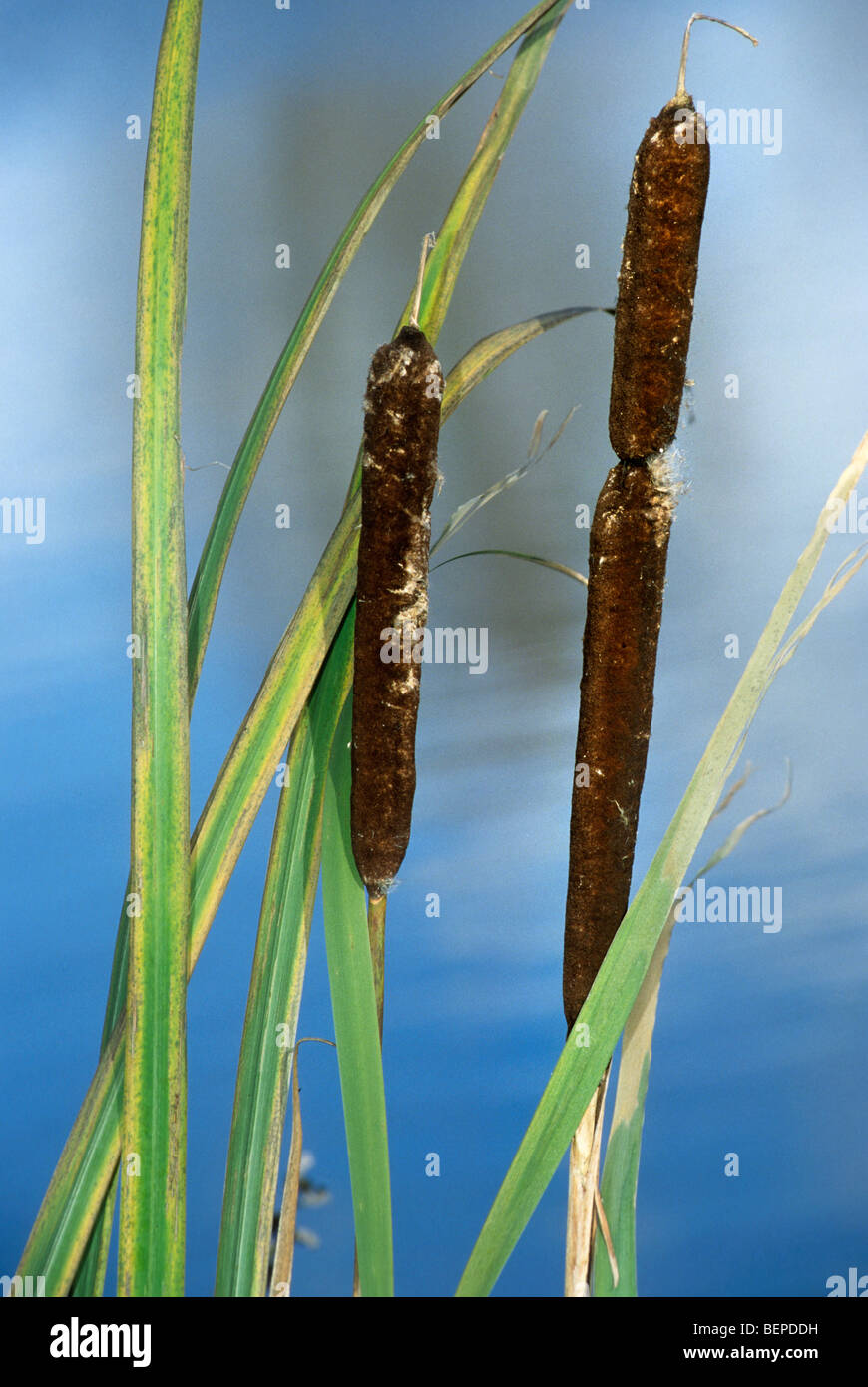 Greater bullrush / Reedmace seedhead / Broadleaf cattail (Typha latifolia) at the edge of lake Stock Photo