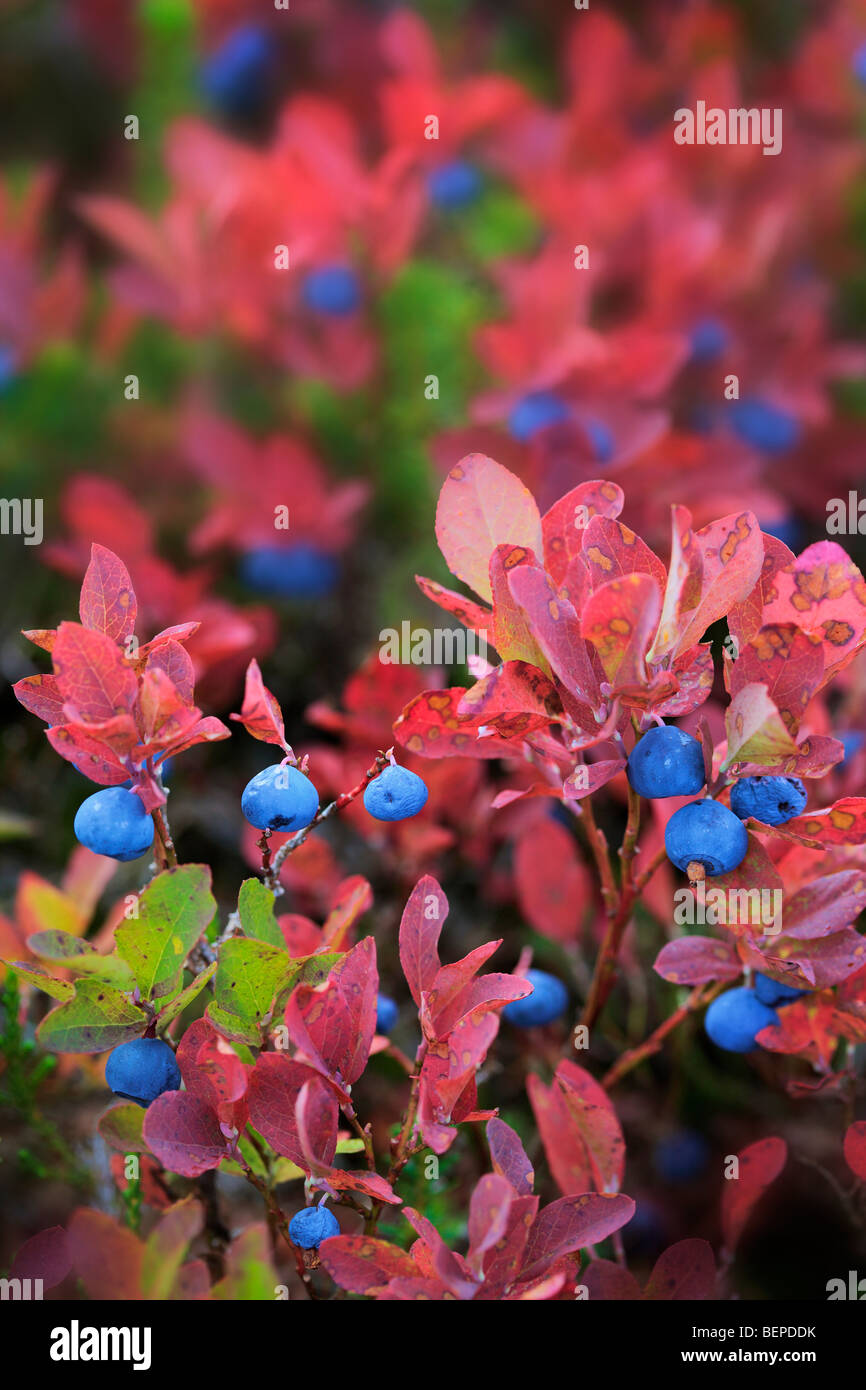 Blueberries in the fall near Park Butte in the Mount Baker Wilderness Stock Photo