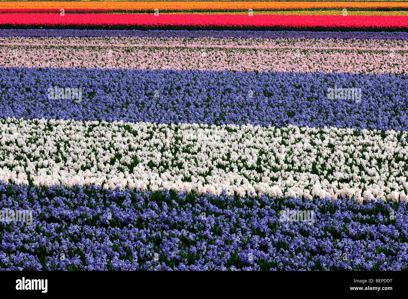 Field with rows of colourful cultivated hyacinths in Holland, the Netherlands Stock Photo